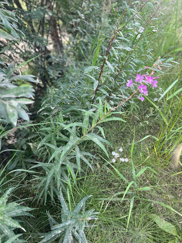 fireweed