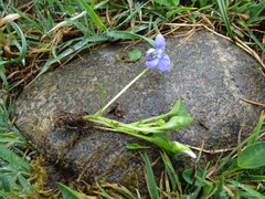 Viola canina