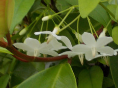 Wrightia religiosa