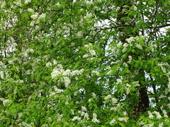 Prunus padus