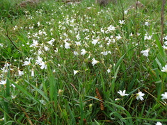 Cerastium arvense