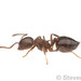 Crematogaster cerasi - Photo (c) Steven Wang, algunos derechos reservados (CC BY-NC), subido por Steven Wang