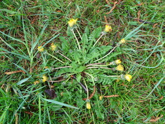 Taraxacum officinale