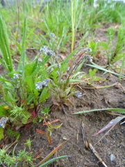 Myosotis stricta