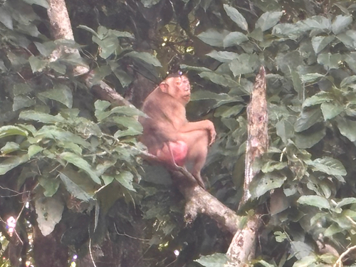 Southern Pig-tailed Macaque