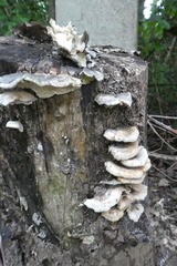 Fungi