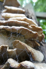 Fungi