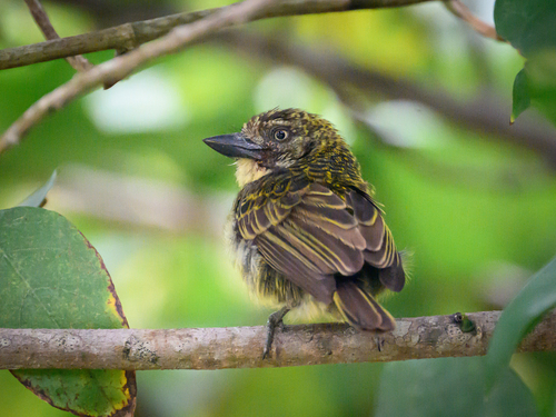 Speckled Tinkerbird