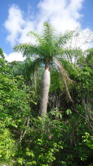 Acrocomia intumescens