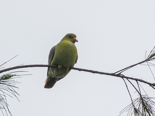 African Green-Pigeon