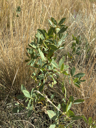 Thermopsis rhombifolia, photograph 3