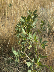Thermopsis rhombifolia, photograph (c) Eric Lamb, some rights reserved (CC BY)