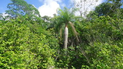 Acrocomia intumescens