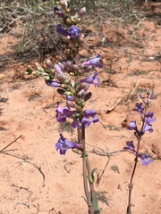 Penstemon pachyphyllus