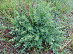 Hypericum perforatum