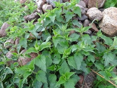 Urtica dioica
