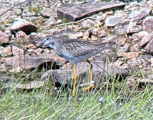Greater Yellowlegs