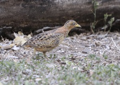 Turnix maculosus