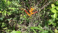 Heliconia psittacorum