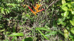 Heliconia psittacorum