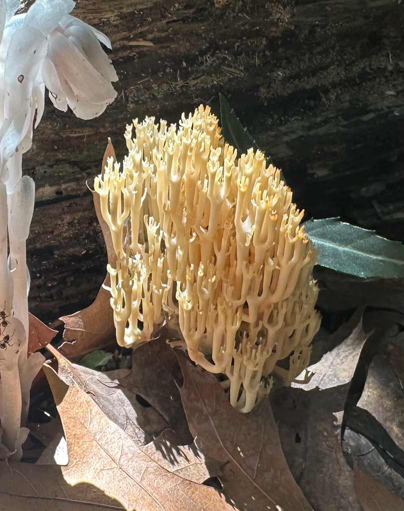 crown-tipped coral fungus · August 2026 · photo: Photo: no rights reserved · iNaturalist