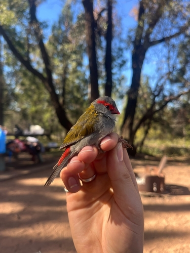 Red-browed Finch