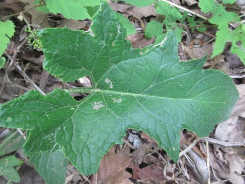 Saussurea gracilis iNat (1)