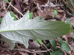 Saussurea gracilis