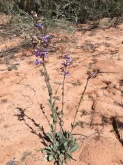 Penstemon pachyphyllus