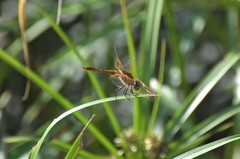 Urothemis