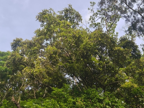Castanopsis indica observed 2026-08-08