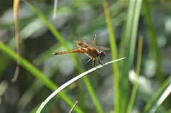 Urothemis