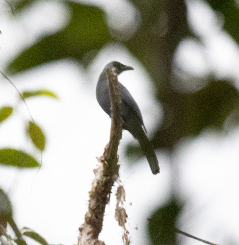 Coracina caeruleogrisea observed 2026-06-23