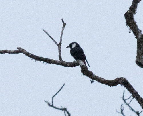 Mountain Peltops (Peltops montanus), photo 2