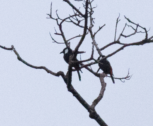 Peltops montanus observed 2026-06-23