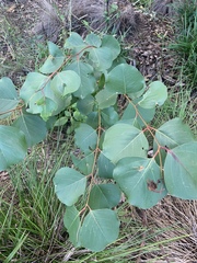 Eucalyptus amplifolia