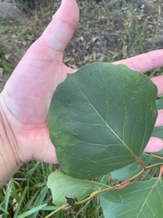 Eucalyptus amplifolia
