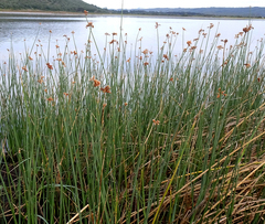 Schoenoplectus scirpoides