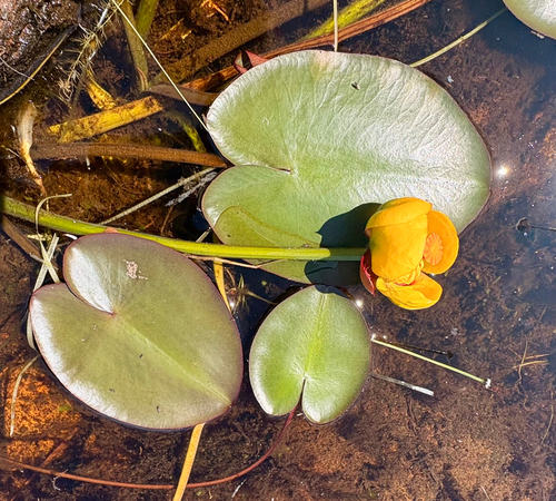 Variegated Yellow Pond-Lily