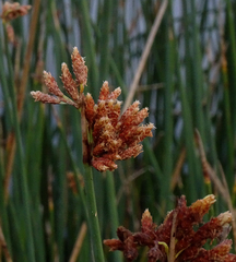 Schoenoplectus scirpoides