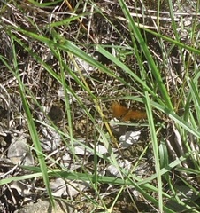 Nymphalidae