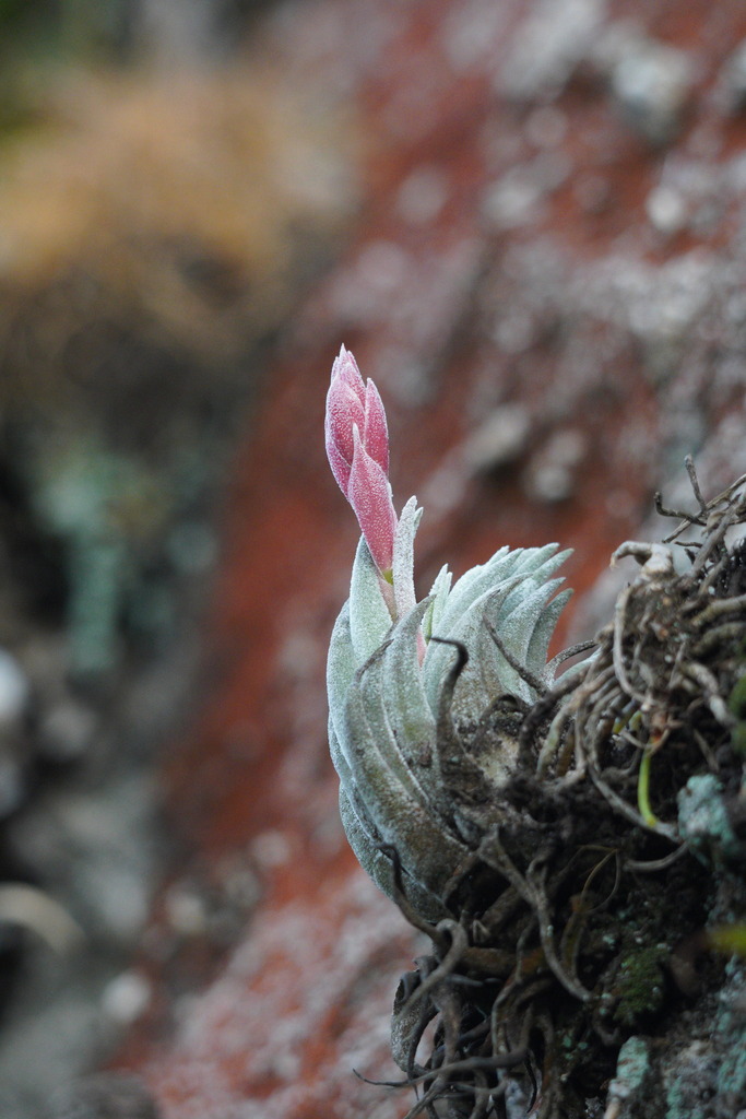 Tillandsia brachyphylla