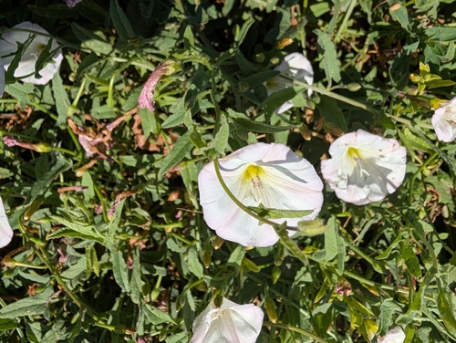 field bindweed