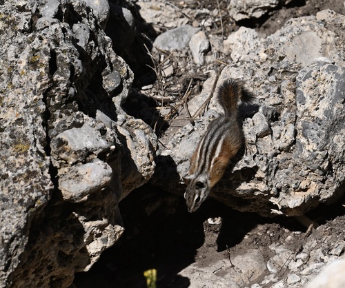 Palmer's Chipmunk observed by lonnyholmes