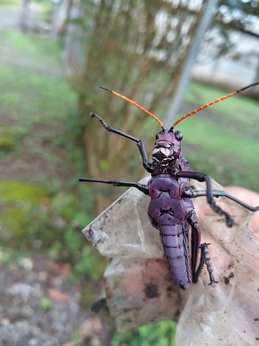Reticulate lubber grasshopper