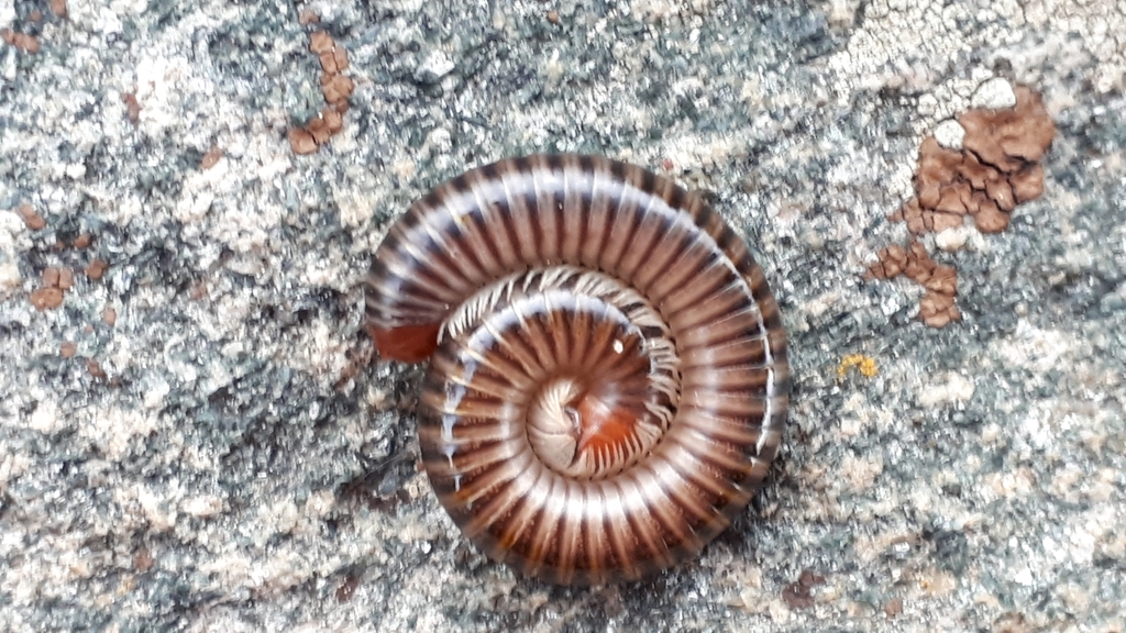 Cylindroiulus fulviceps