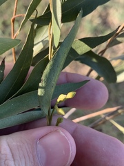 Eucalyptus eugenioides