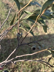 Eucalyptus eugenioides