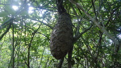 Aculeata