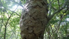 Aculeata